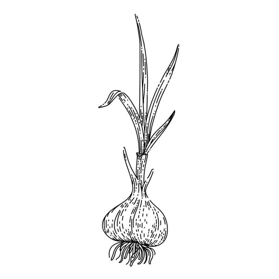 garlic bulb green stalk sketch hand drawn vector