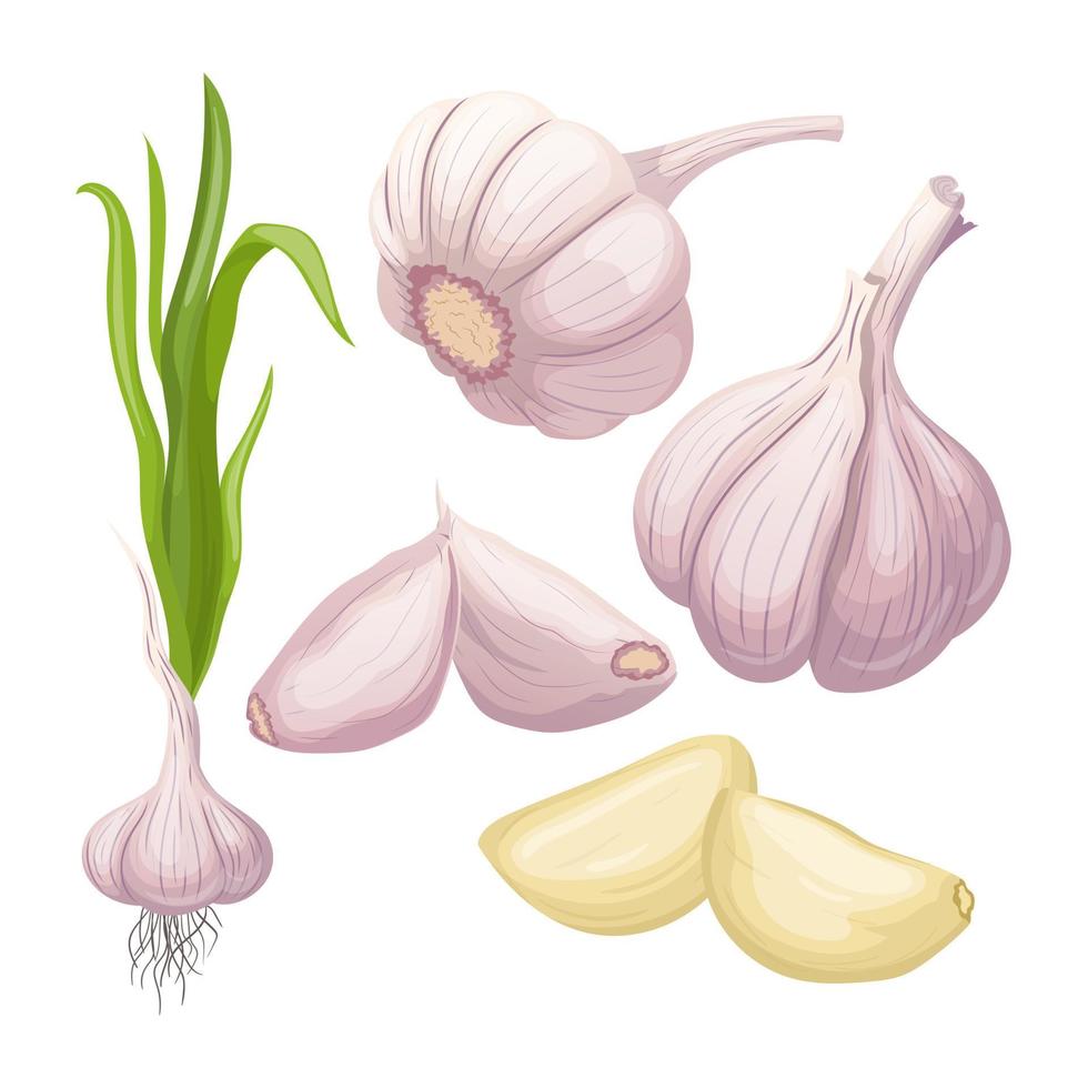 garlic food set cartoon vector illustration