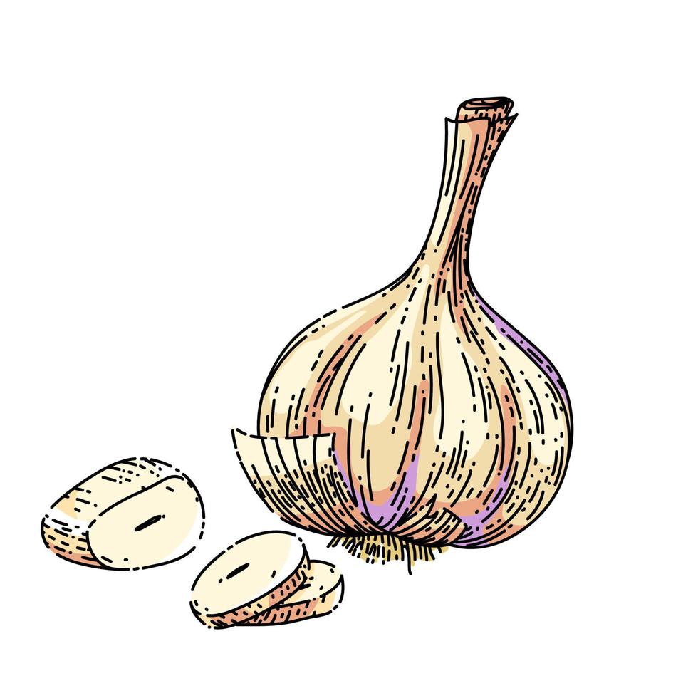 dry head of garlic sketch hand drawn vector 17589181 Vector Art at Vecteezy
