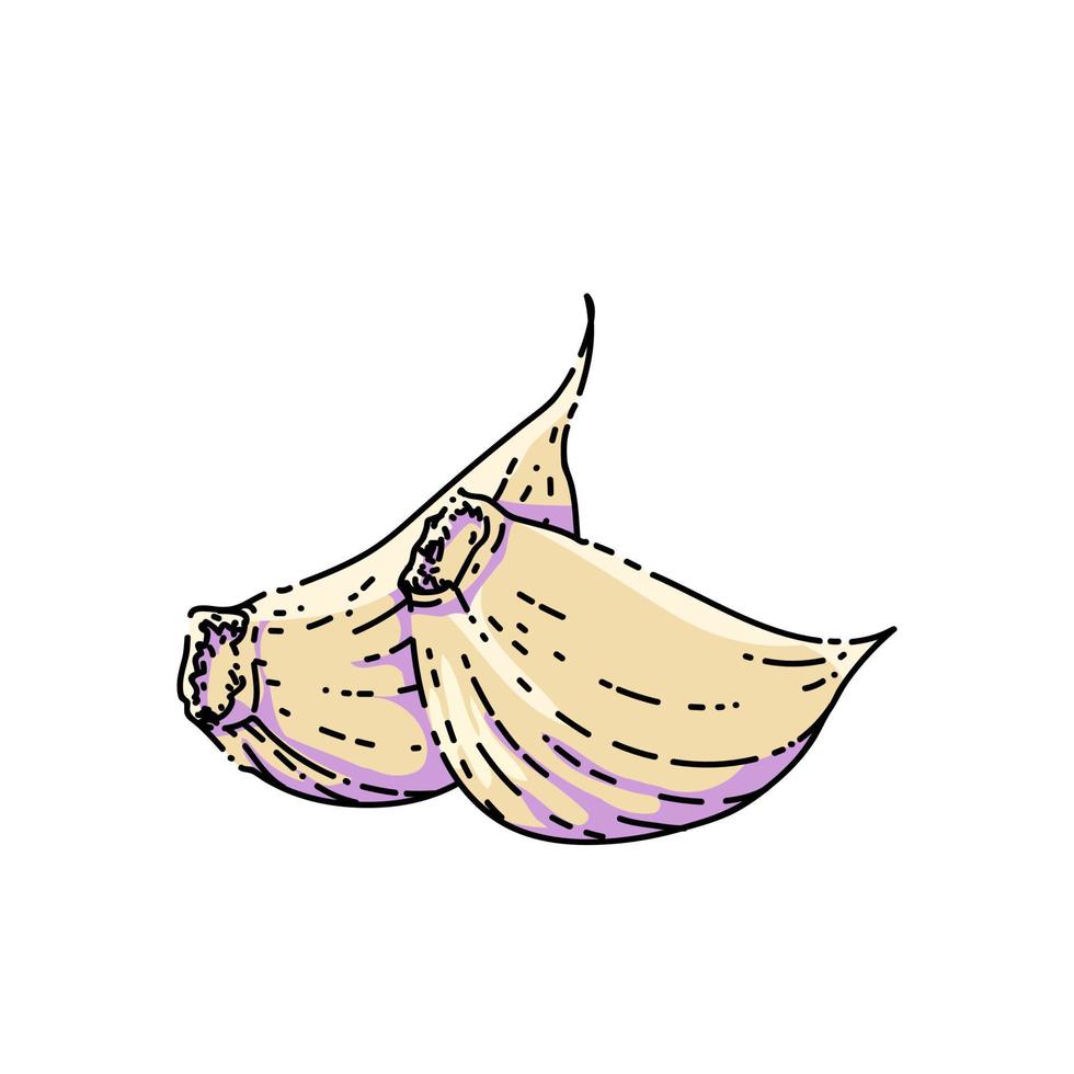 garlic cloves unpeeled sketch hand drawn vector