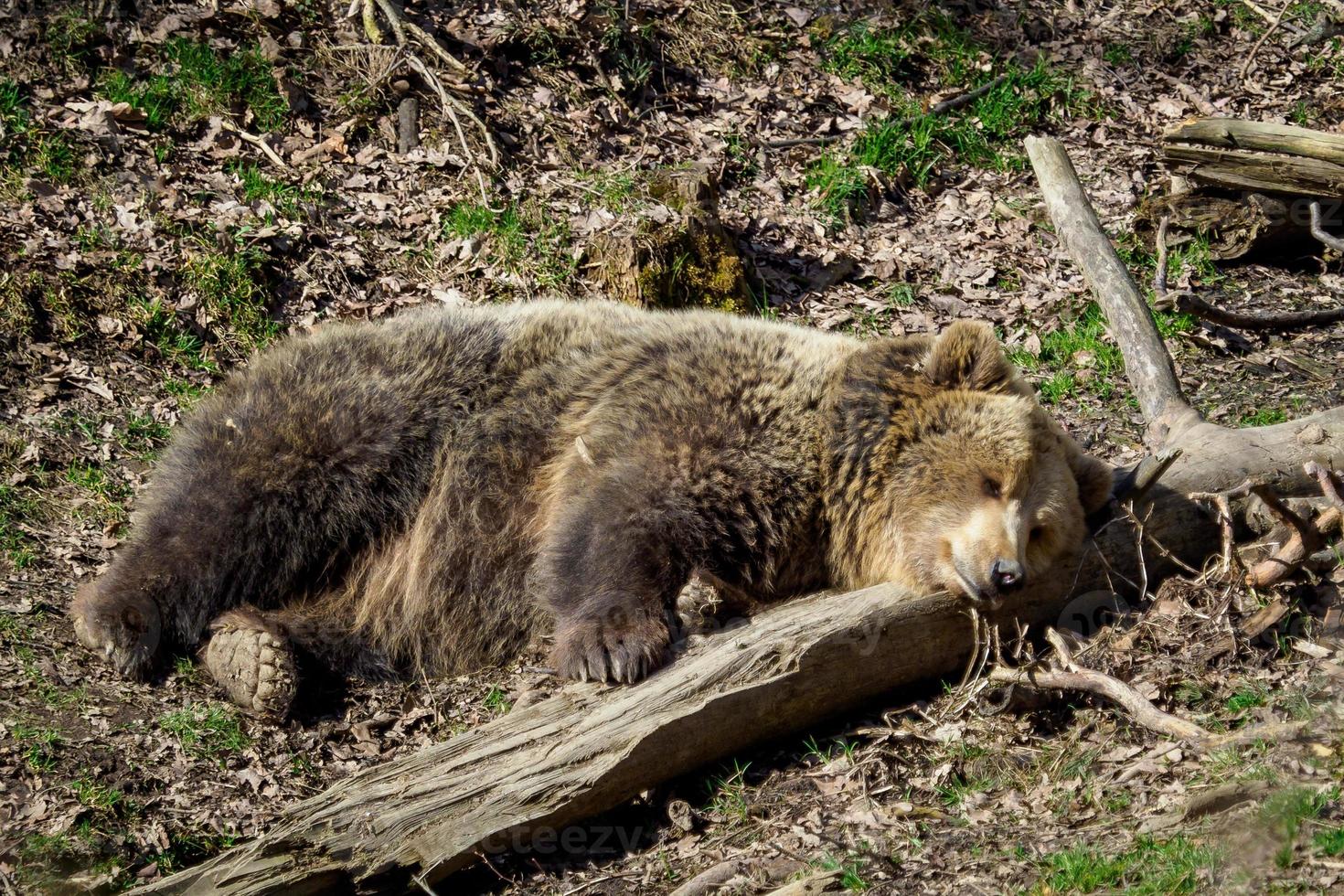 Brown bear sleeping. Bear sleeping on top of a hill in the woods. Ursus arctos photo