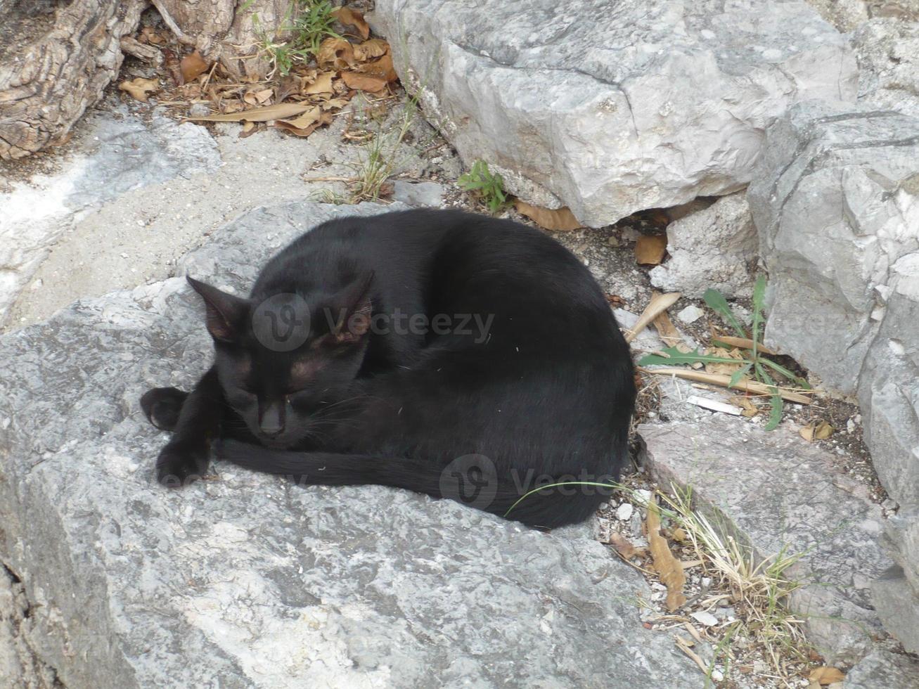 Domestic black cat is sleeping on the stone wall photo