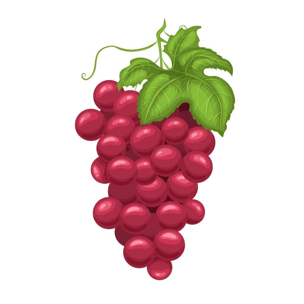 ilustración vectorial de dibujos animados de uva roja vector