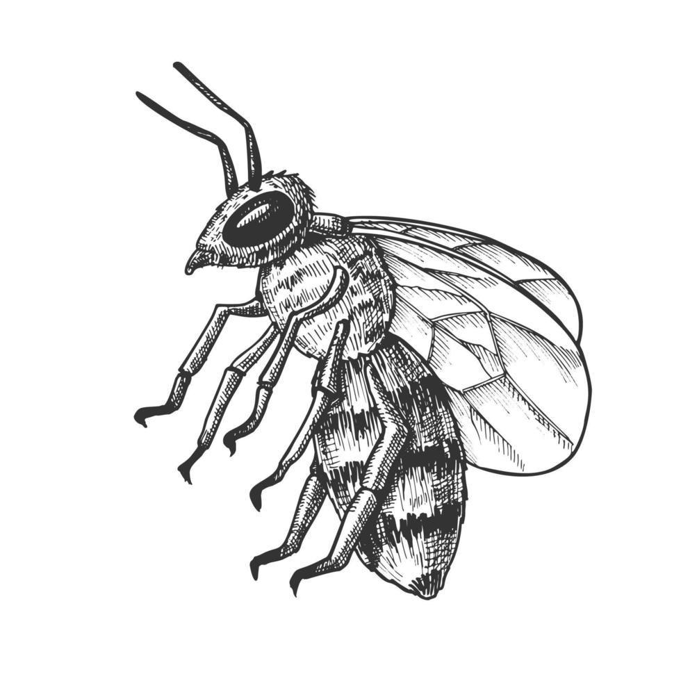 Striped Bee Flying Insect Animal Side View Vector