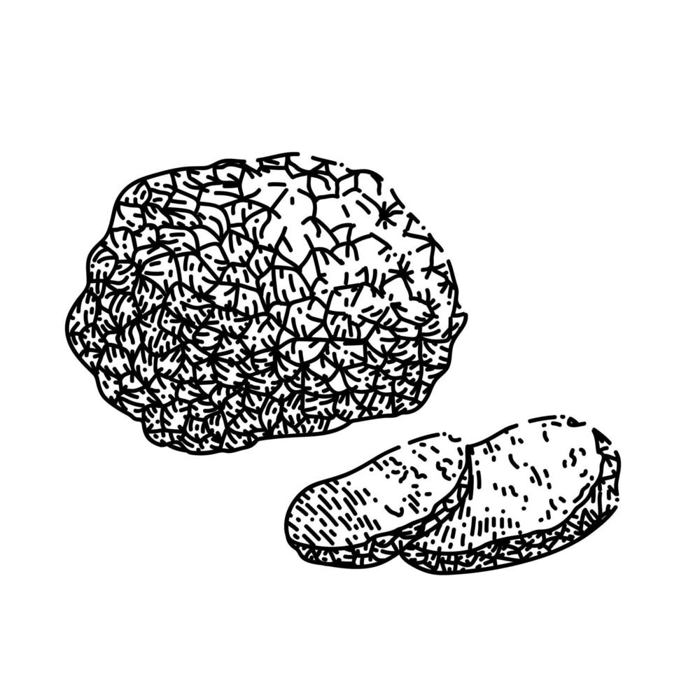 truffle mushroom sketch hand drawn vector