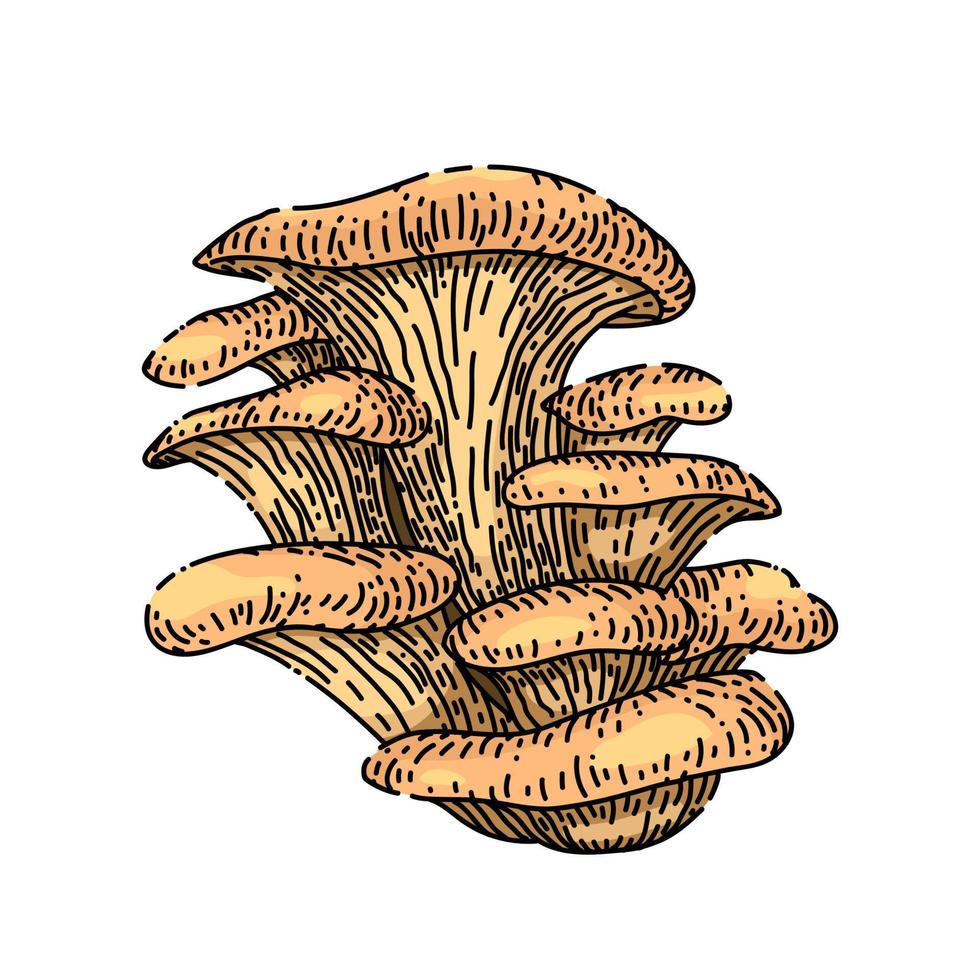pleurotus mushroom sketch hand drawn vector