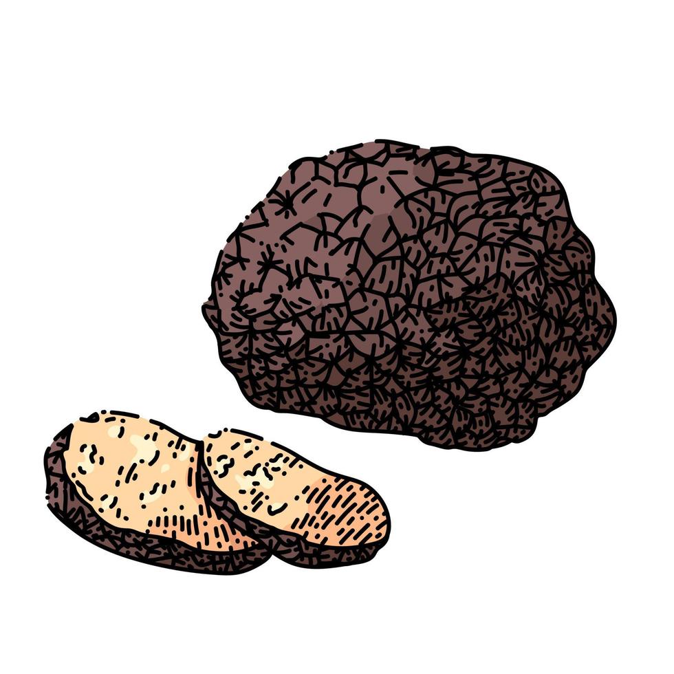 truffle mushroom sketch hand drawn vector