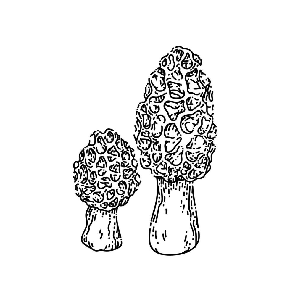 morel mushroom sketch hand drawn vector