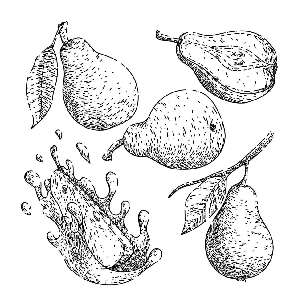fruit pear set sketch hand drawn vector