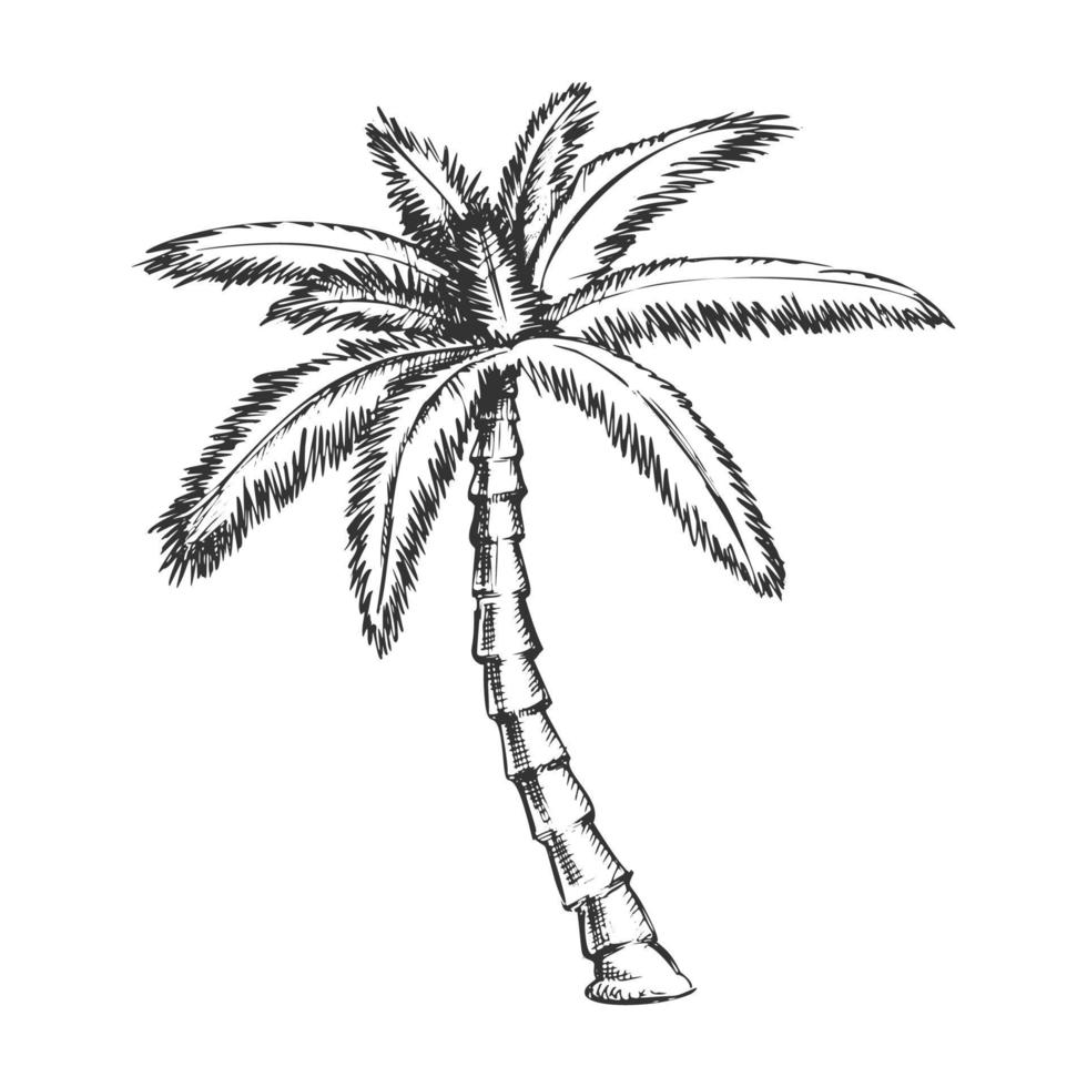 Ribbon Fan Palm Tropical Tree Monochrome Vector