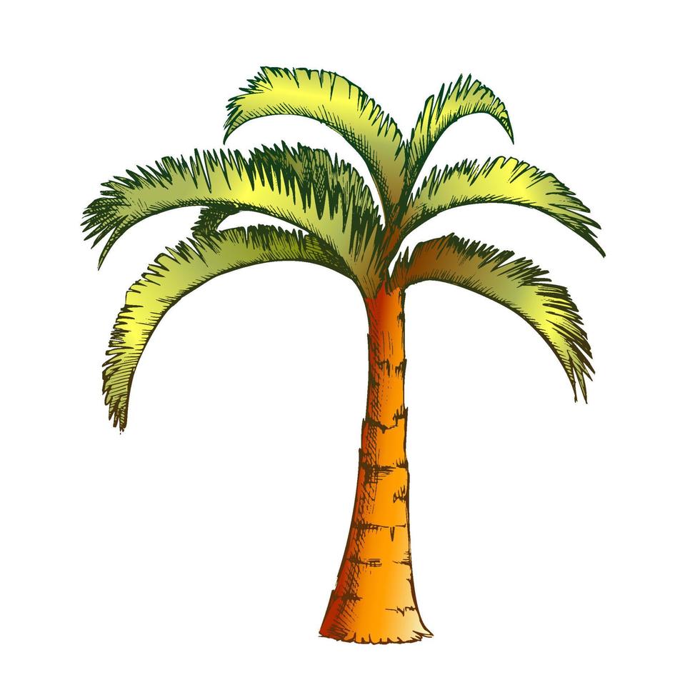 Palm Jamaican Coconut Tropical Tree Color Vector