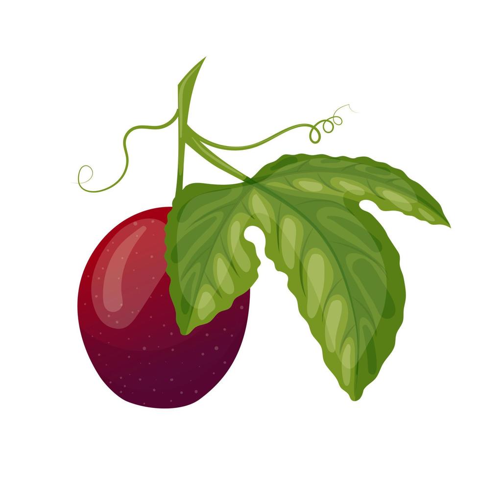 ilustración de vector de dibujos animados de hoja de fruta de la pasión