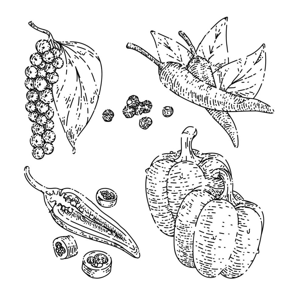 pepper black chili sketch hand drawn vector