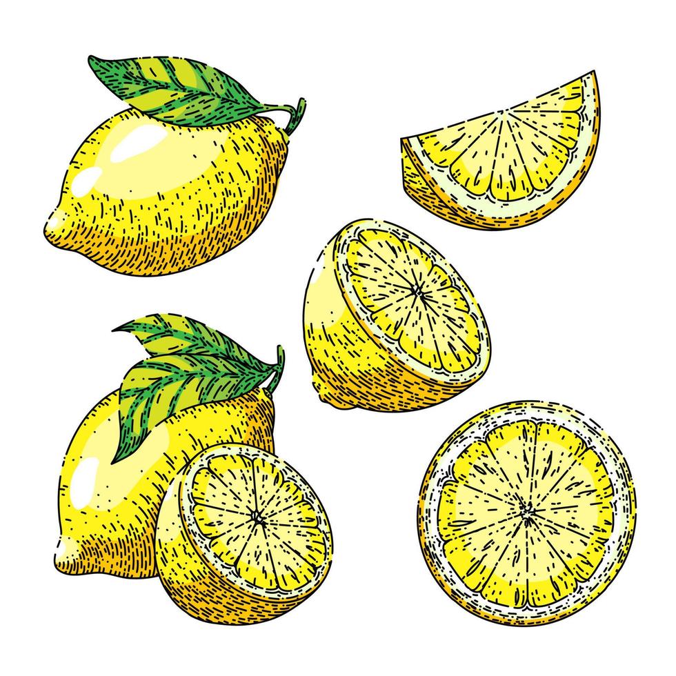 conjunto de frutas de color amarillo limón boceto dibujado a mano vector