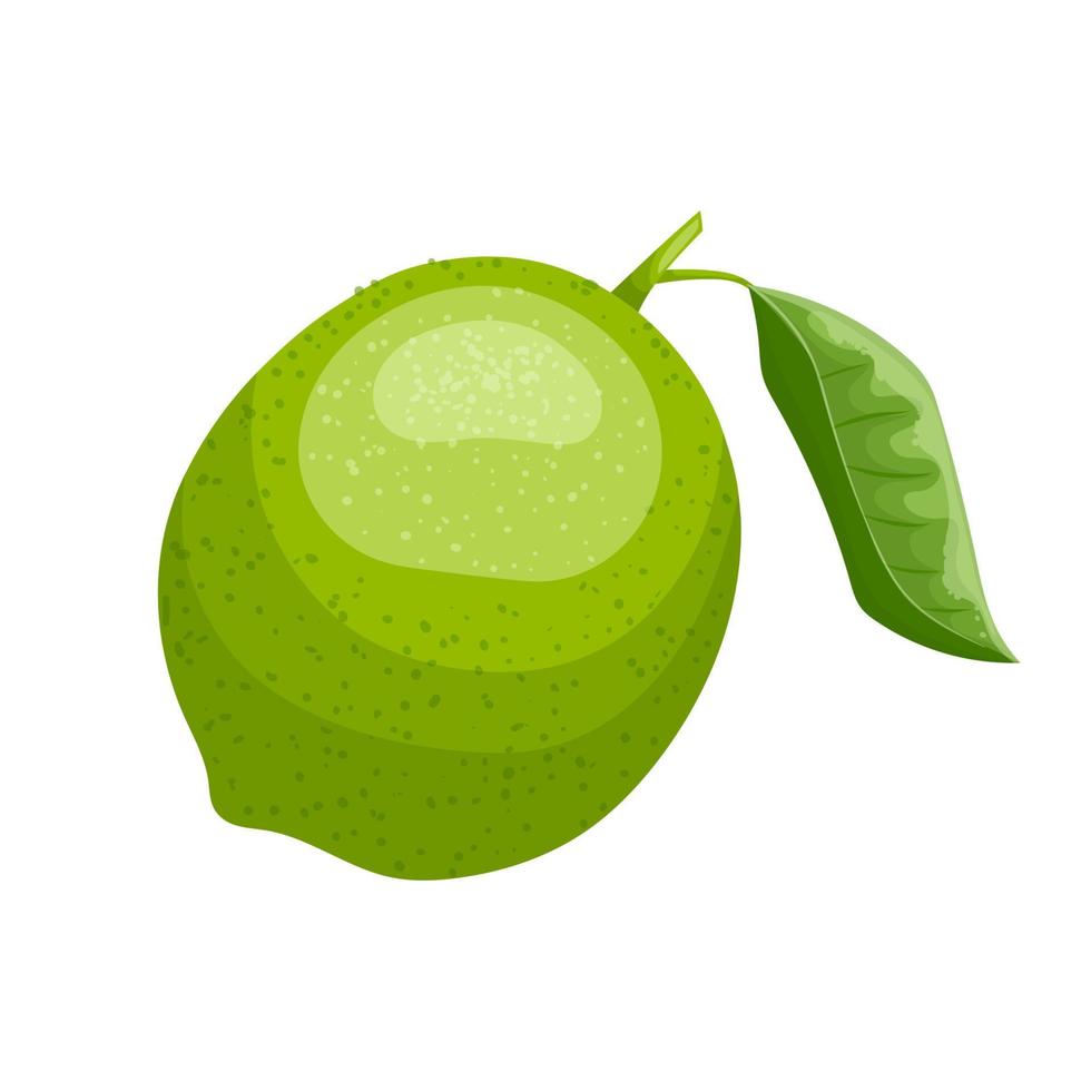 lime fruit cartoon vector illustration