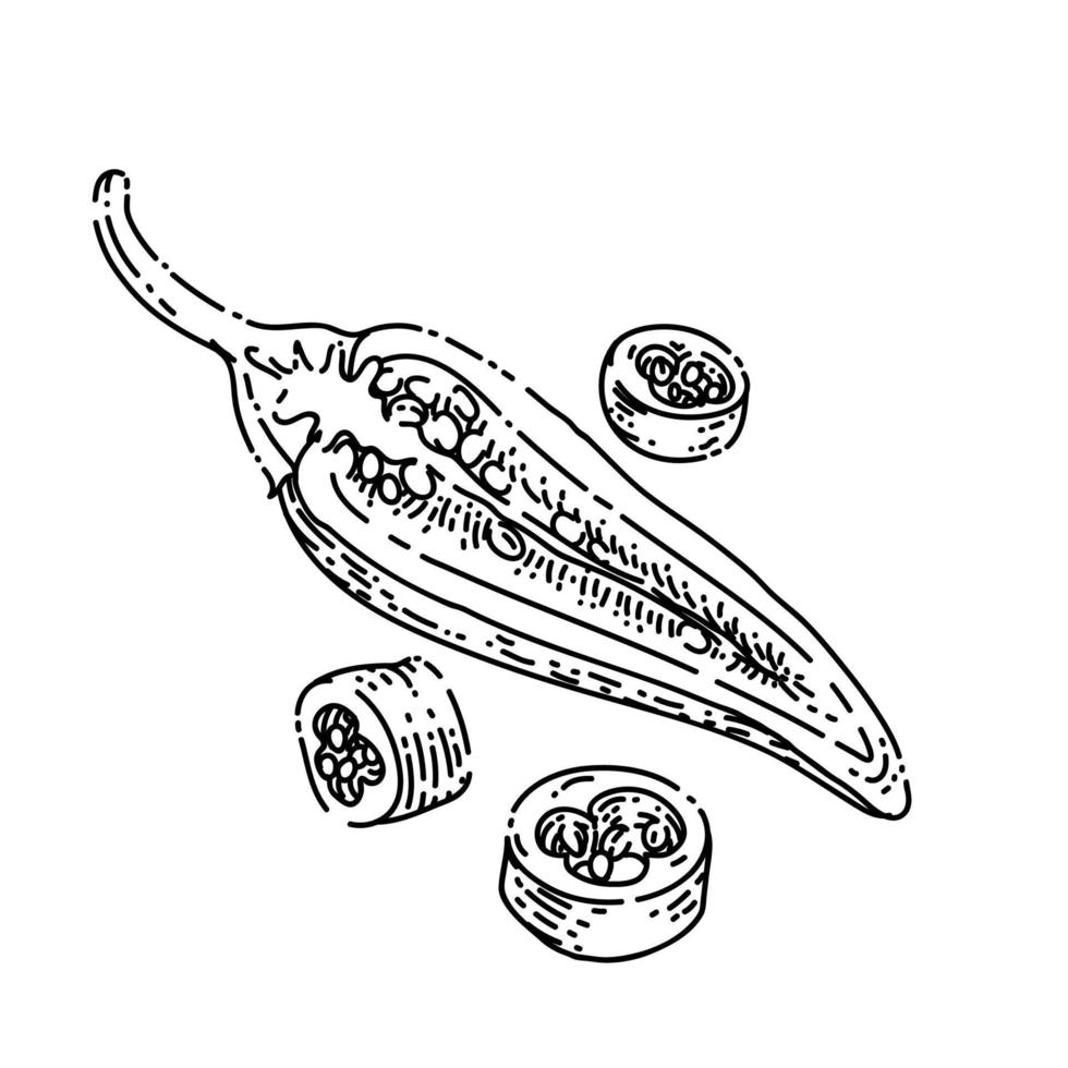vector dibujado a mano de boceto de chile en rodajas
