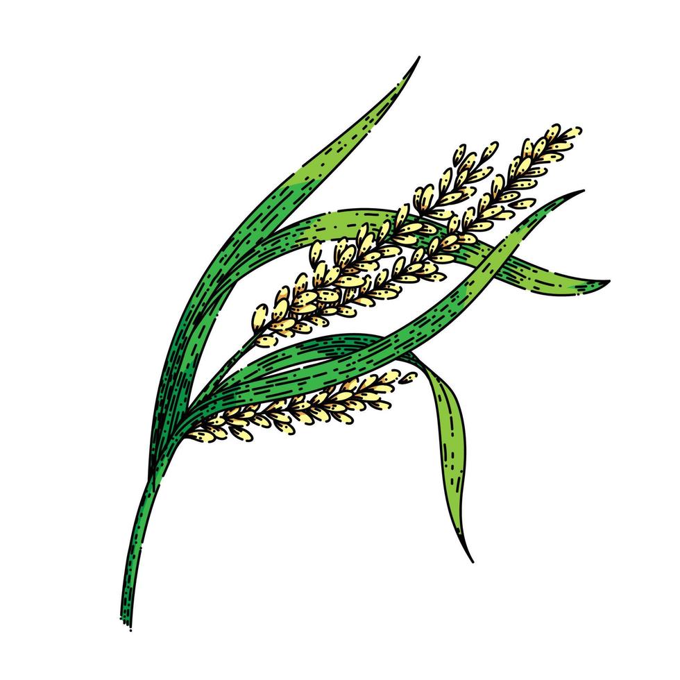 rice plant sketch hand drawn vector