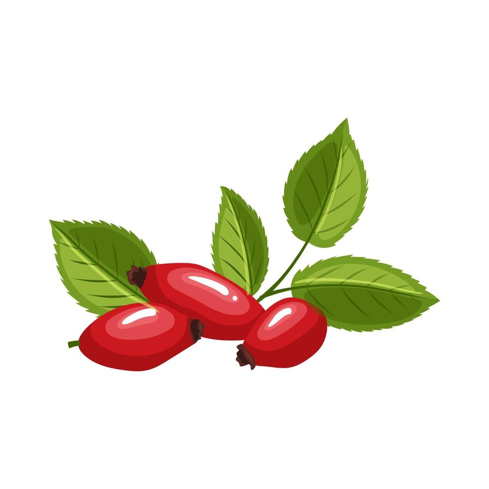 rosehip plant cartoon vector illustration