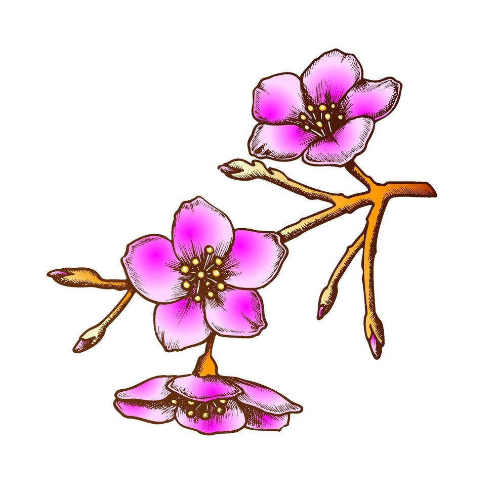 Sakura National China Blooming Tree Color Vector 17590147