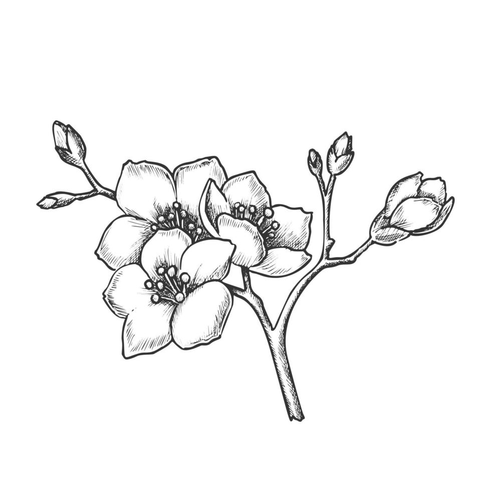 vector vintage de árbol de flor de china nacional de sakura