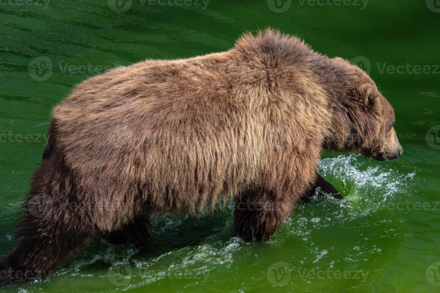 Brown bear in water. Portrait of brown bear Ursus arctos beringianus. Kamchatka brown bear. photo