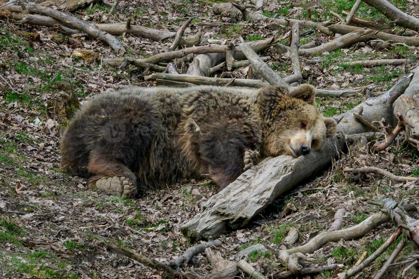 Brown bear sleeping. Bear sleeping on top of a hill in the woods. Ursus arctos photo