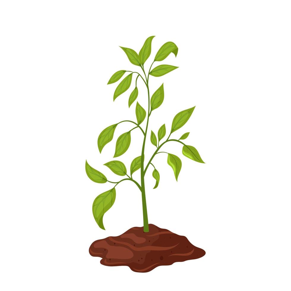 mature plant cartoon vector illustration
