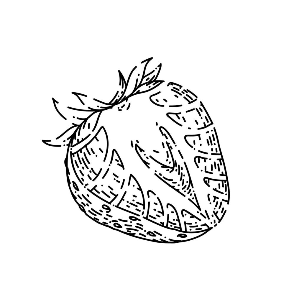 strawberry sketch hand drawn vector