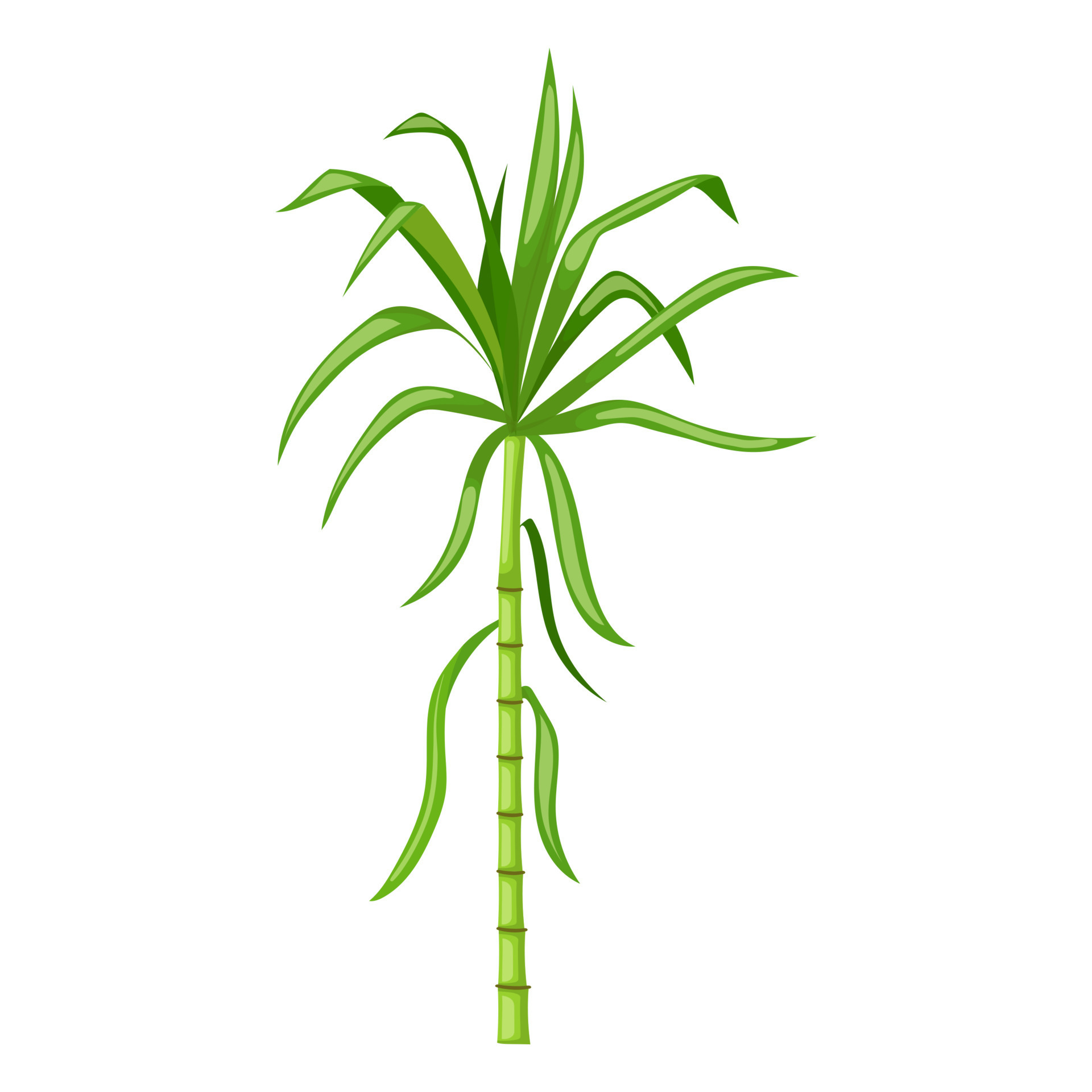 Sugar Cane Juice Vector Art, Icons, and Graphics for Free Download