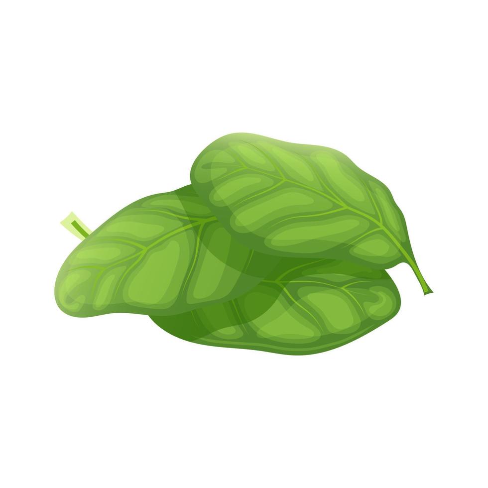 ilustración de vector de dibujos animados verde hoja de espinaca
