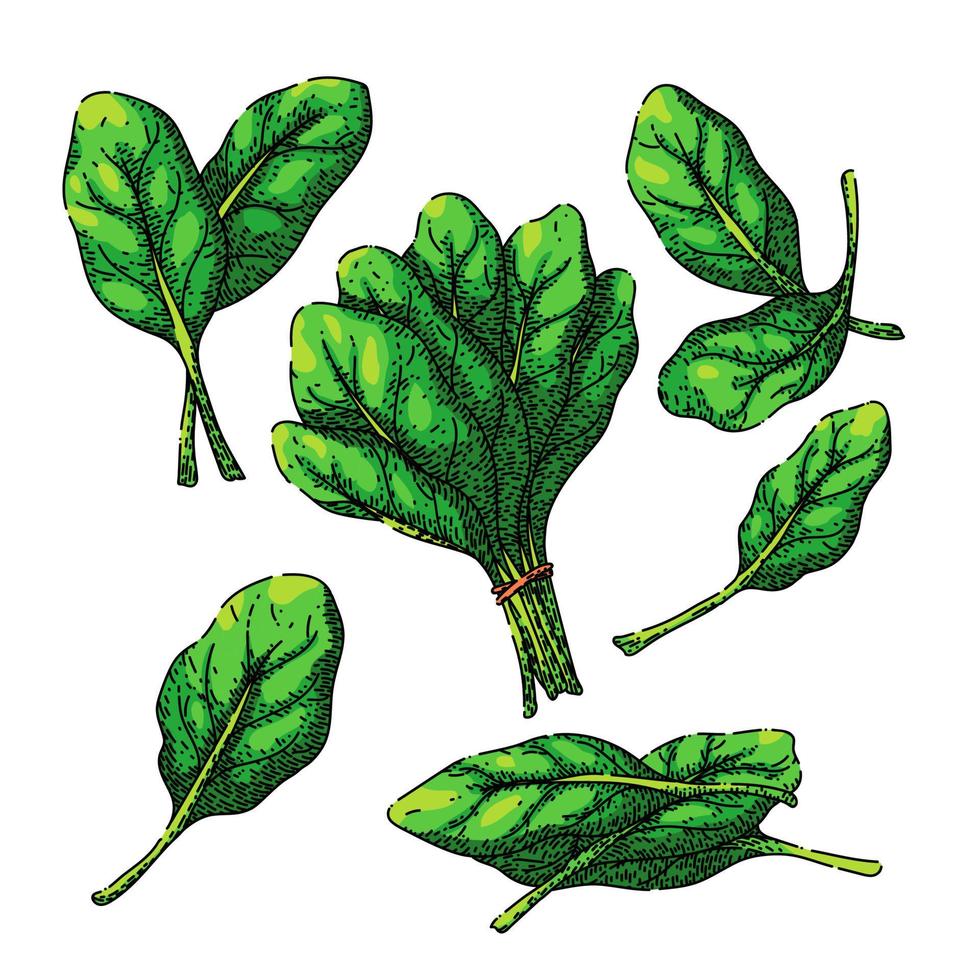 spinach green leaf set sketch hand drawn vector