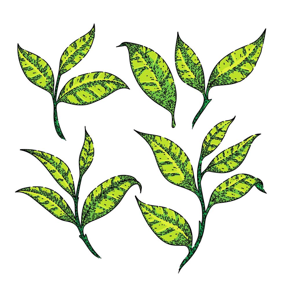 té verde hoja conjunto boceto dibujado a mano vector