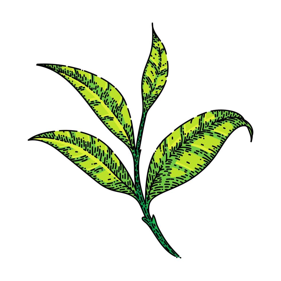 branch tea leaf sketch hand drawn vector