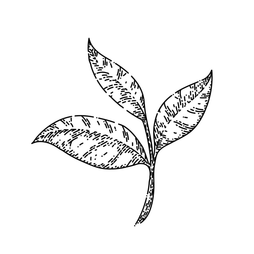 green tea leaf sketch hand drawn vector