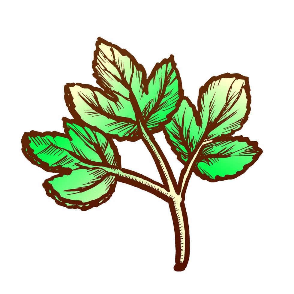 Parsley Sprig Fresh Spice For Nutrition Ink Vector