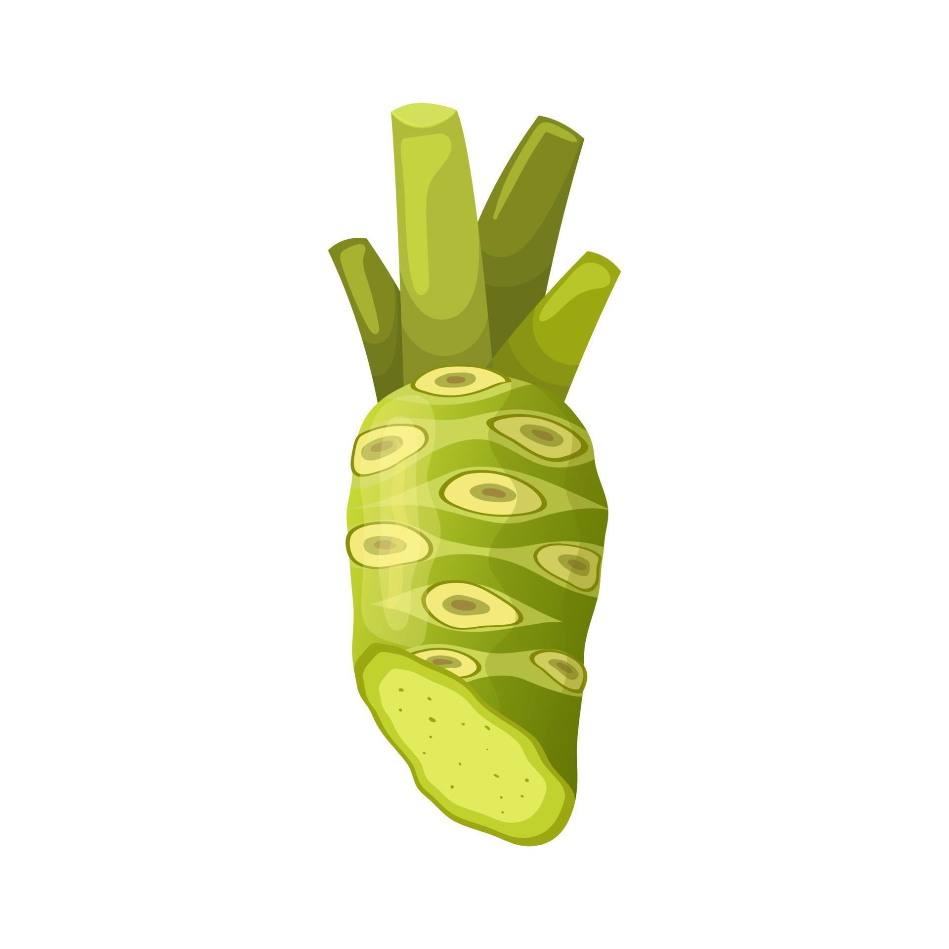 wasabi root cartoon vector illustration 17590473 Vector Art at Vecteezy