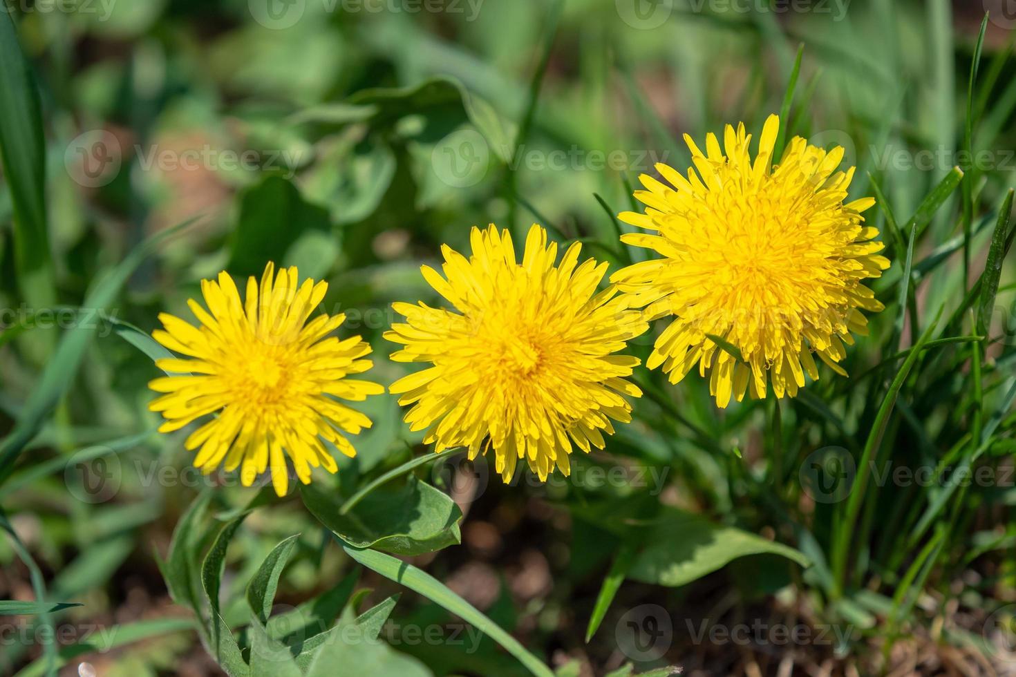 Three heads of yellow dandelions photo