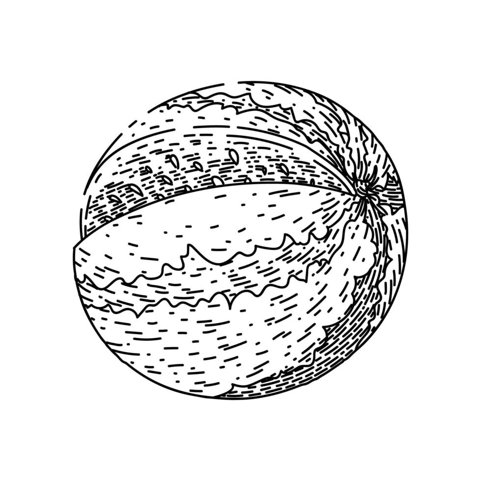 watermelon cut sketch hand drawn vector