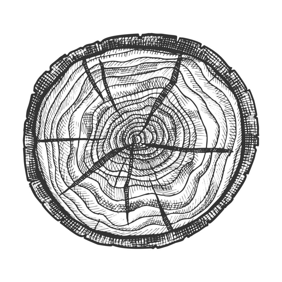 sección transversal de madera redonda con vector de anillos de árbol