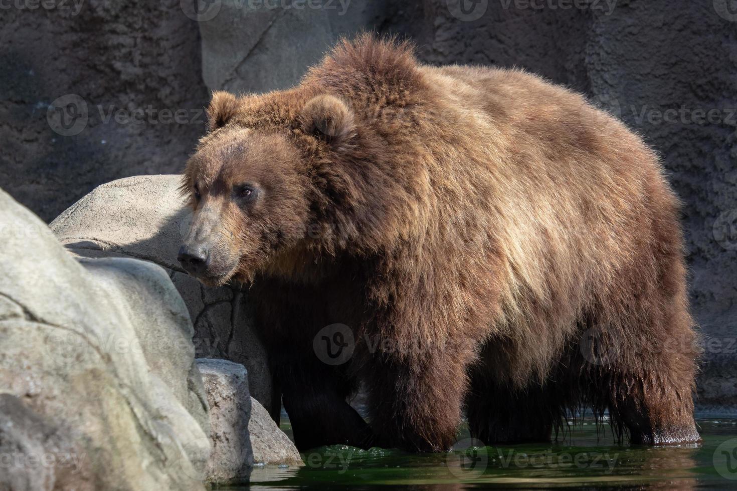Brown bear in water. Portrait of brown bear Ursus arctos beringianus. Kamchatka brown bear. photo