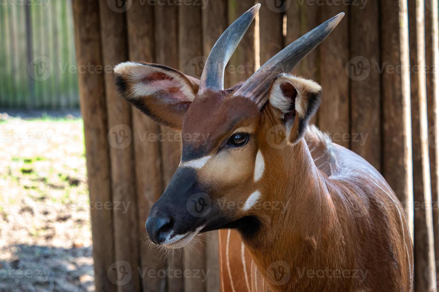 bongo antílope boocercus euryceros isaaci foto