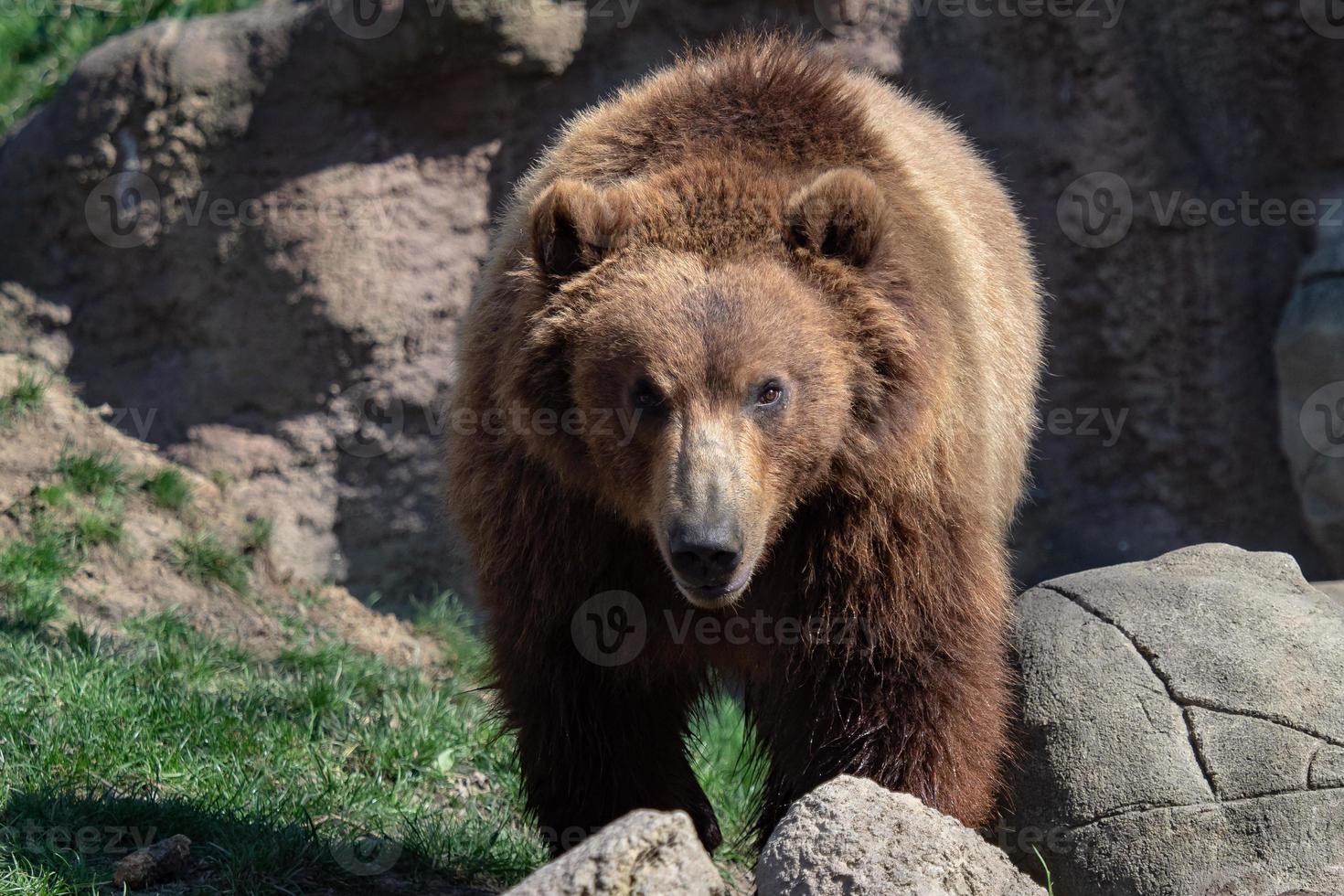 Portrait of brown bear Ursus arctos beringianus. Kamchatka brown bear. photo