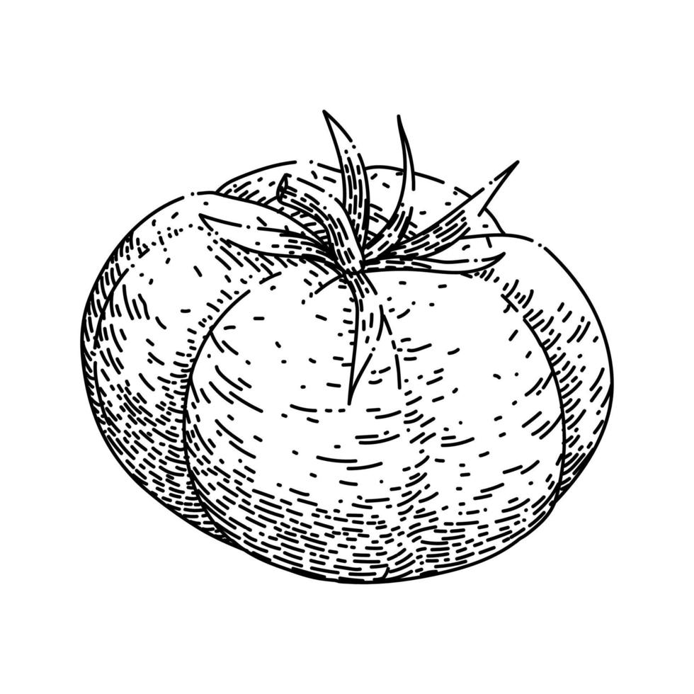 vector dibujado a mano de boceto de comida de tomate