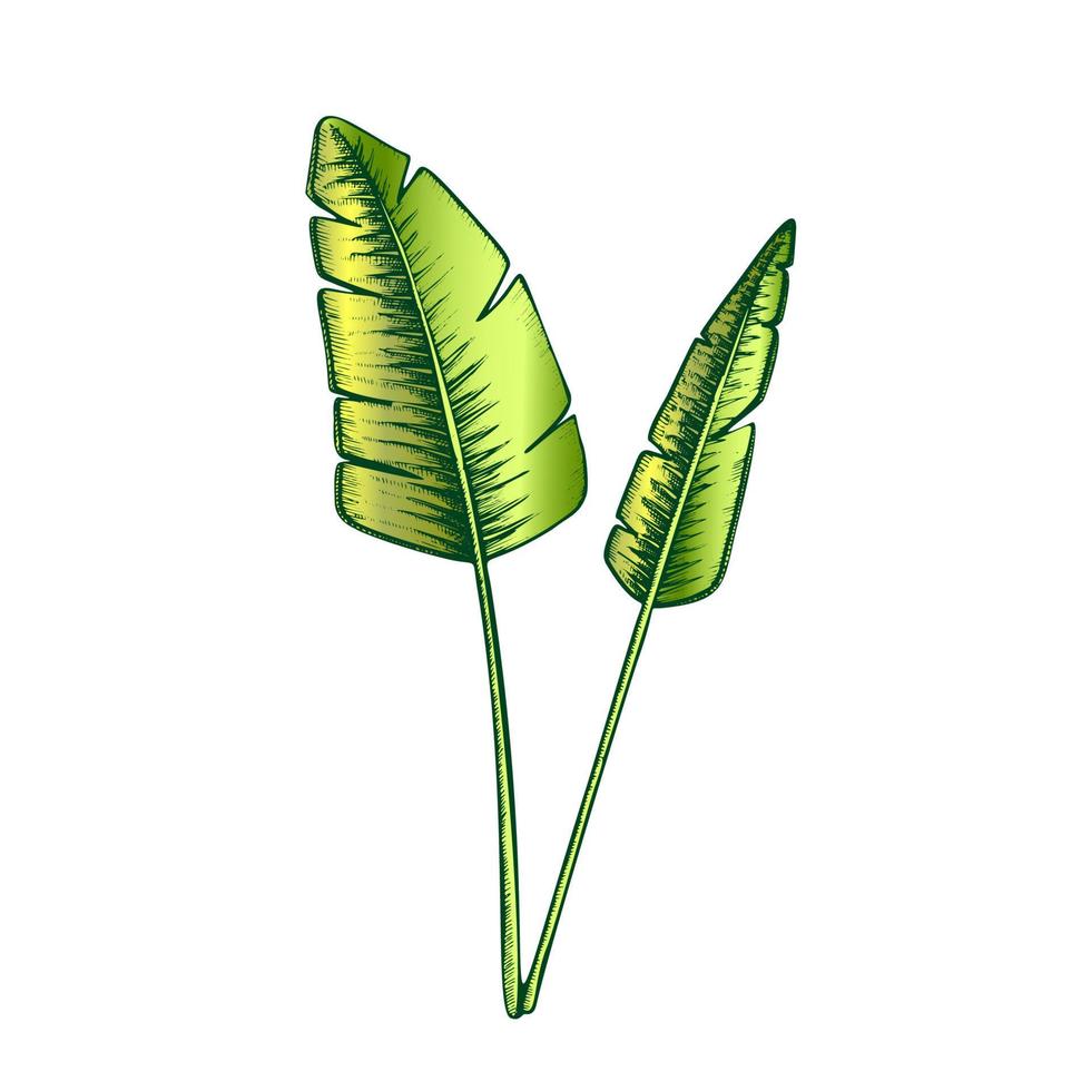 Tropical Exotic Bush Leaves Color Hand Drawn Vector