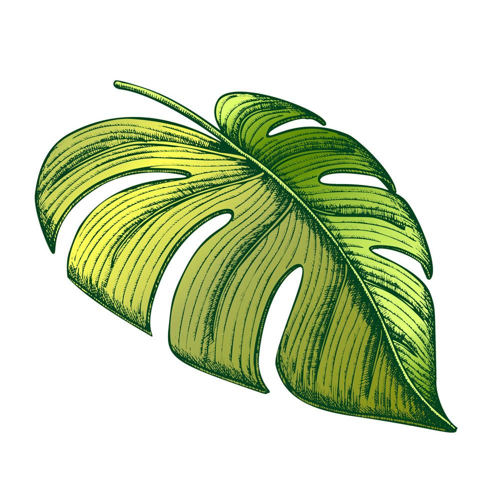 Monstera Tropical Exotic Leaf Color Hand Drawn Vector