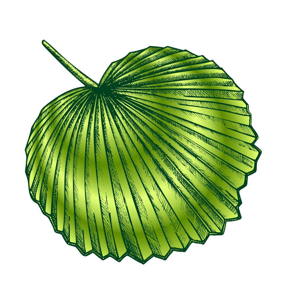 Licuala Grandis Tropical Exotic Leaf Color Retro Vector