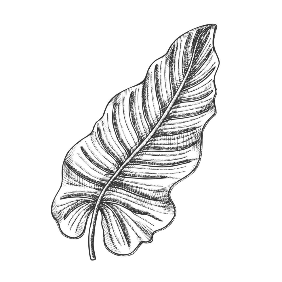 Philodendron Melanochrysum Leaf Hand Drawn Vector