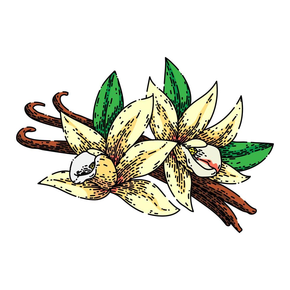 vanilla spice sketch hand drawn vector