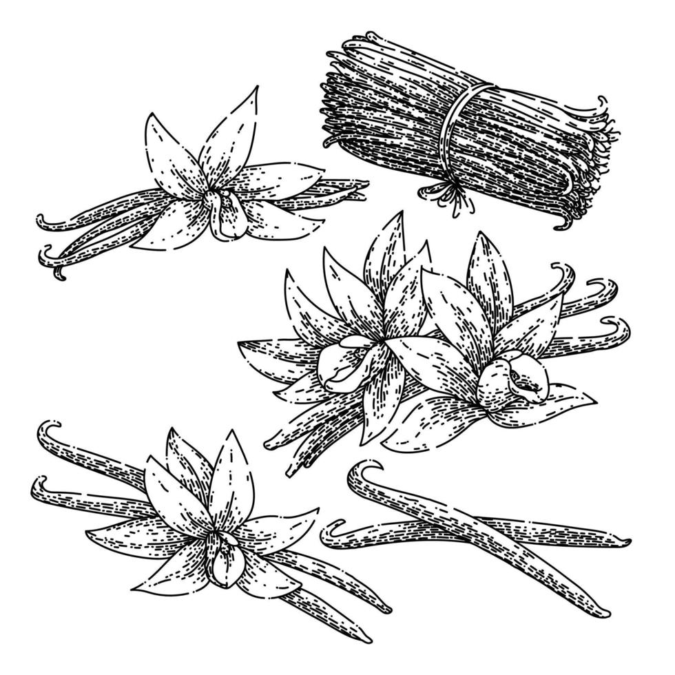 flor de vainilla conjunto boceto vector dibujado a mano