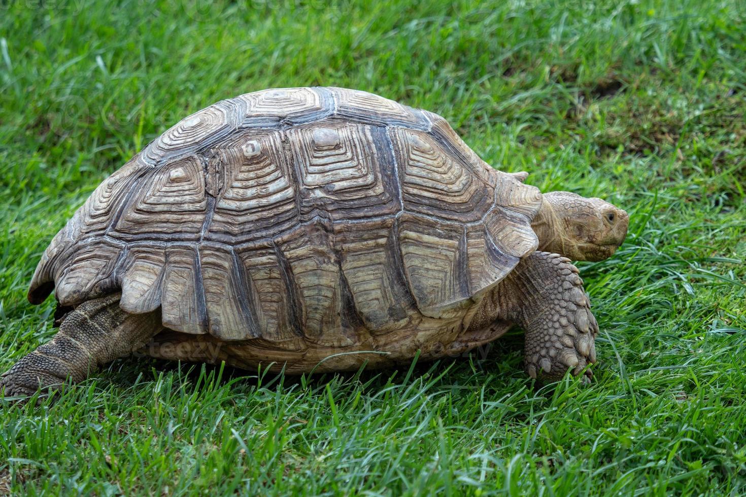 tortuga estimulada africana geochelone sulcata en la hierba foto